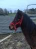 Caballo castrado PFS Poni Fran&ccedil;&eacute;s de Silla En venta 2022 Bayo por RABOLIOT D'ARQUETAN