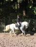 Yegua Lusitano En venta 2014 Tordo