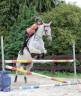 Yegua Lusitano En venta 2014 Tordo