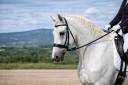 Caballo castrado Lipizzano En venta 2014 Blanco