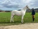 Caballo castrado Lipizzano En venta 2014 Blanco