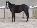 Yegua Zangersheide En venta 2023 Negro por Querido VG Z