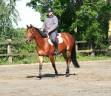 Yegua sBs Caballo de Deporte Belga En venta 2022 Bayo por Sambuca JW van't Meulenhof