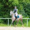 Yegua PFS Poni Fran&ccedil;&eacute;s de Silla En venta 2016 Tordo por MOVIE STAR TILIA