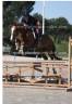 Caballo castrado Origine Constat&eacute;e En venta 2021 Alaz&aacute;n