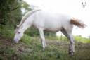 Potranca PRE Pura Raza Espa&ntilde;ola En venta 2024 Crema por INSUENO
