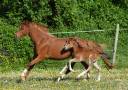 Yegua Welsh Poni (Secci&oacute;n B) En venta 2022 Alaz&aacute;n