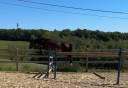 Caballo entero KWPN Caballo de Deporte Neerland&eacute;s En venta 2024 Bayo moreno por Lanto Hbc