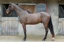 Caballo castrado Silla Franc&eacute;s En venta 2022 Bayo por VITALIS