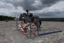 Caballo castrado Connemara En venta 2022 Tordo por Killaloe Buachaill Mor