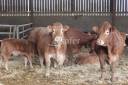 Explotaci&oacute;n ovina En venta Tarn