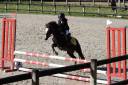 Caballo castrado Welsh Poni (Secci&oacute;n B) En venta 2020 Bayo moreno por FLASH