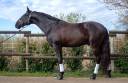 Caballo entero Lusitano En venta 2018 Negro por Vitorino