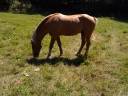 Semental Palomino En venta 2009 Palomino