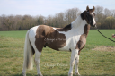 Milly boy de l etre - Paint Horse 2022 por Pepsi poco smoke USA
