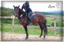 Caballo castrado Lusitano En venta 2015 Bayo moreno por VINHO MVP