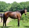 Potranca Silla Franc&eacute;s En venta 2023 Bayo por Casallo z