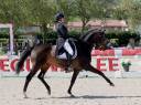 Caballo castrado KWPN Caballo de Deporte Neerland&eacute;s En venta 2012 Bayo moreno