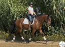 Caballo castrado Lusitano En venta 2021 Bayo por Xanjo AR