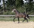 Caballo castrado Lusitano En venta 2023 Tordo por Berlioz