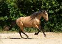 Caballo entero Lusitano En venta 2023 Isabelo por Berlioz du Castel