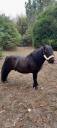 Semental Shetland En venta 2012 Negro por wells royal blend(gb