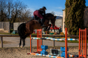 Caballo entero Origine Constat&eacute;e En venta 2020 Bayo moreno