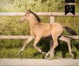 Potro KWPN Caballo de Deporte Neerland&eacute;s En venta 2026 Isabelo por Qaside MD