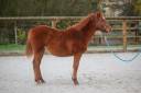 Yegua New Forest En venta 2025 Alaz&aacute;n por L'ancelot du m&eacute;nage