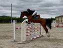Caballo castrado Silla Franc&eacute;s En venta 2019 Bayo por NERVOSO