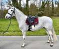 Caballo castrado Otra Raza de Poni En venta 2019 Blanco