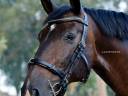 Academic cavesson noseband Lazypony / Muserola cavesson