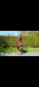 Semental KWPN Caballo de Deporte Neerland&eacute;s En venta 2023 Alaz&aacute;n por New pleasure