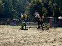 Yegua sBs Caballo de Deporte Belga En venta 2018 Bayo por diarado
