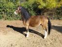 Caballo castrado Welsh Poni (Secci&oacute;n A) En venta 2018 Isabelo por Lovins Topthorn