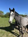 Caballo castrado Origine Constat&eacute;e En venta 2023 Tordo por Genesis de talma