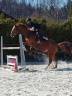 Caballo castrado Silla Franc&eacute;s En venta 2016 Alaz&aacute;n por AKAZI THELEME