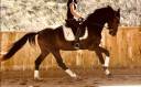 Caballo castrado KWPN Caballo de Deporte Neerland&eacute;s En venta 2023 Bayo moreno por Blue Hors Santiano