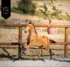Potro Lusitano En venta 2026 Isabelo por Rei Du Parc
