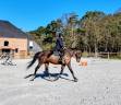 Caballo castrado sBs Caballo de Deporte Belga En venta 2018 Bayo