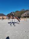 Caballo castrado sBs Caballo de Deporte Belga En venta 2018 Bayo