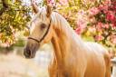 Caballo castrado Lusitano En venta 2023 Palomino