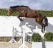 Caballo entero BWP Caballo de Sangre Belga En venta 2024 Bayo por &Eacute;quitron Naxcel V