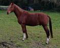 Caballo castrado Silla Franc&eacute;s En venta 2013 Alaz&aacute;n por DIAMANT DE SEMILLY