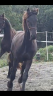 Caballo entero Fris&oacute;n En venta 2025 Negro por MAURUS 441