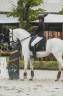 Semental Lusitano En venta 2014 Blanco por ADIDO INTERAGRO