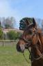 Caballo entero PRE Pura Raza Espa&ntilde;ola En venta 2021 Alaz&aacute;n por Maximo Onix (Palomino &mdash; 2017)