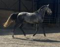 Caballo entero Silla Franc&eacute;s En venta 2022 Tordo por Catchar Mail