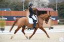Caballo castrado Dutch Riding Pony En venta 2017 Alaz&aacute;n por Cosmopolitain D