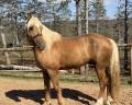 Caballo entero Arabe Barbe En venta 2017 Palomino
